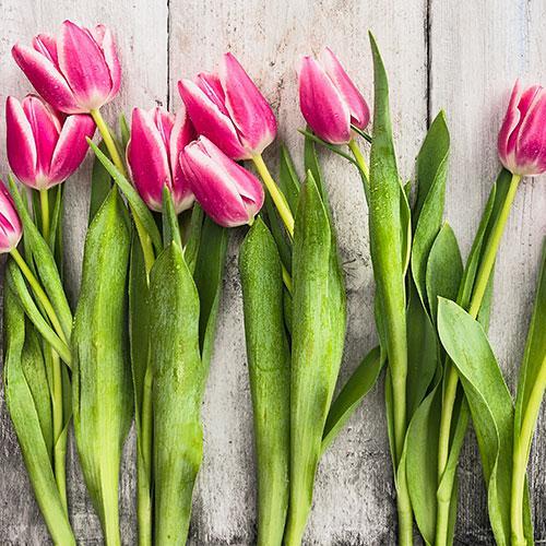 Bild zu Tanz in den Mai